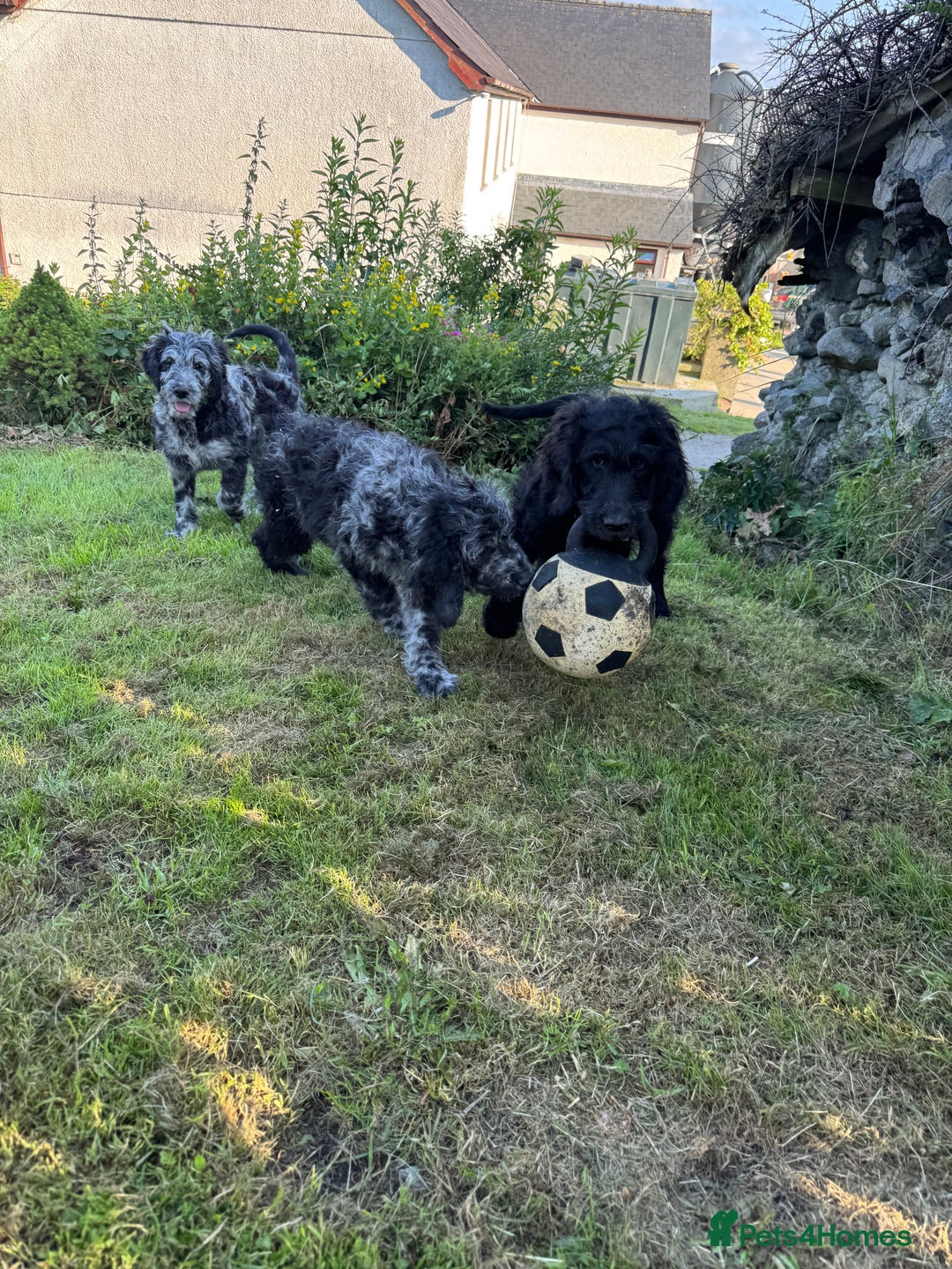Goldendoodle dogs for sale:  F1b golden doodle puppies ready to go.  in Llandeilo - Image 19