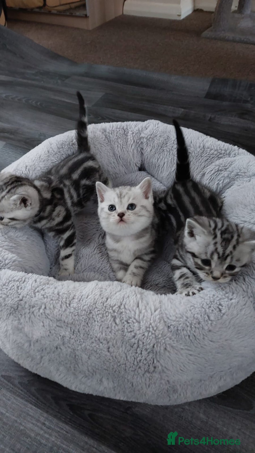 British Shorthair cats for sale: Your Furry Fantasy Awaits! - Image 15