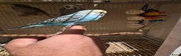 Budgerigars birds for sale: Budgies for sale all beautiful colours 🧡❤️💛 - Advert 2