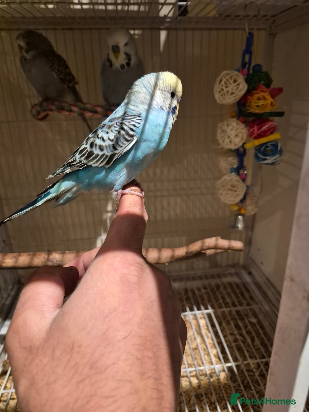 Budgerigars birds for sale: Budgies for sale all beautiful colours 🧡❤️💛 - Advert 2