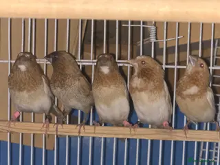 Finches birds Bengalese finch & Zebra Finch - Advert 13