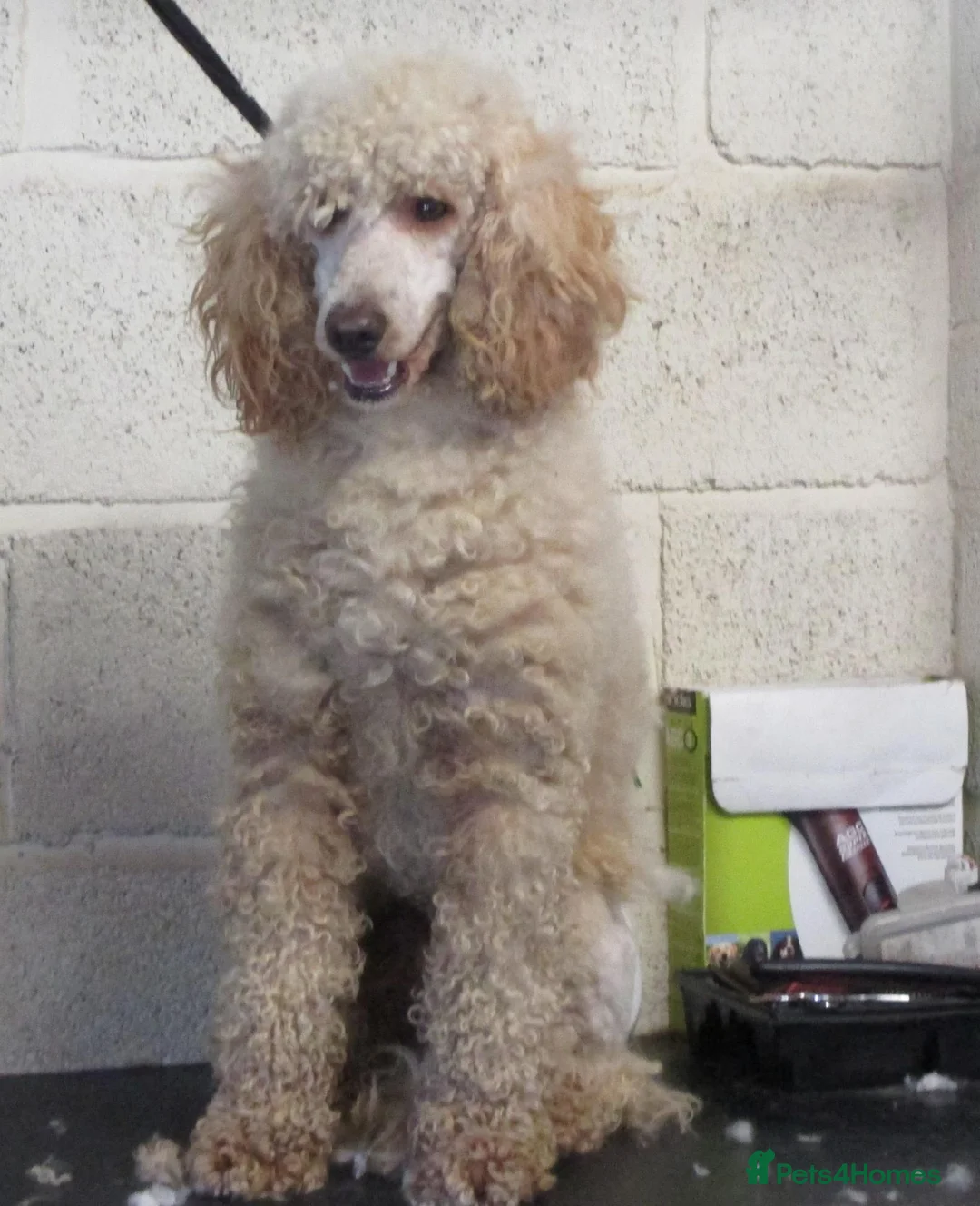 Sproodle dogs for sale: F1b SPROODLE PUPPIES FROM 5* LICENCED BREEDER - Advert 2