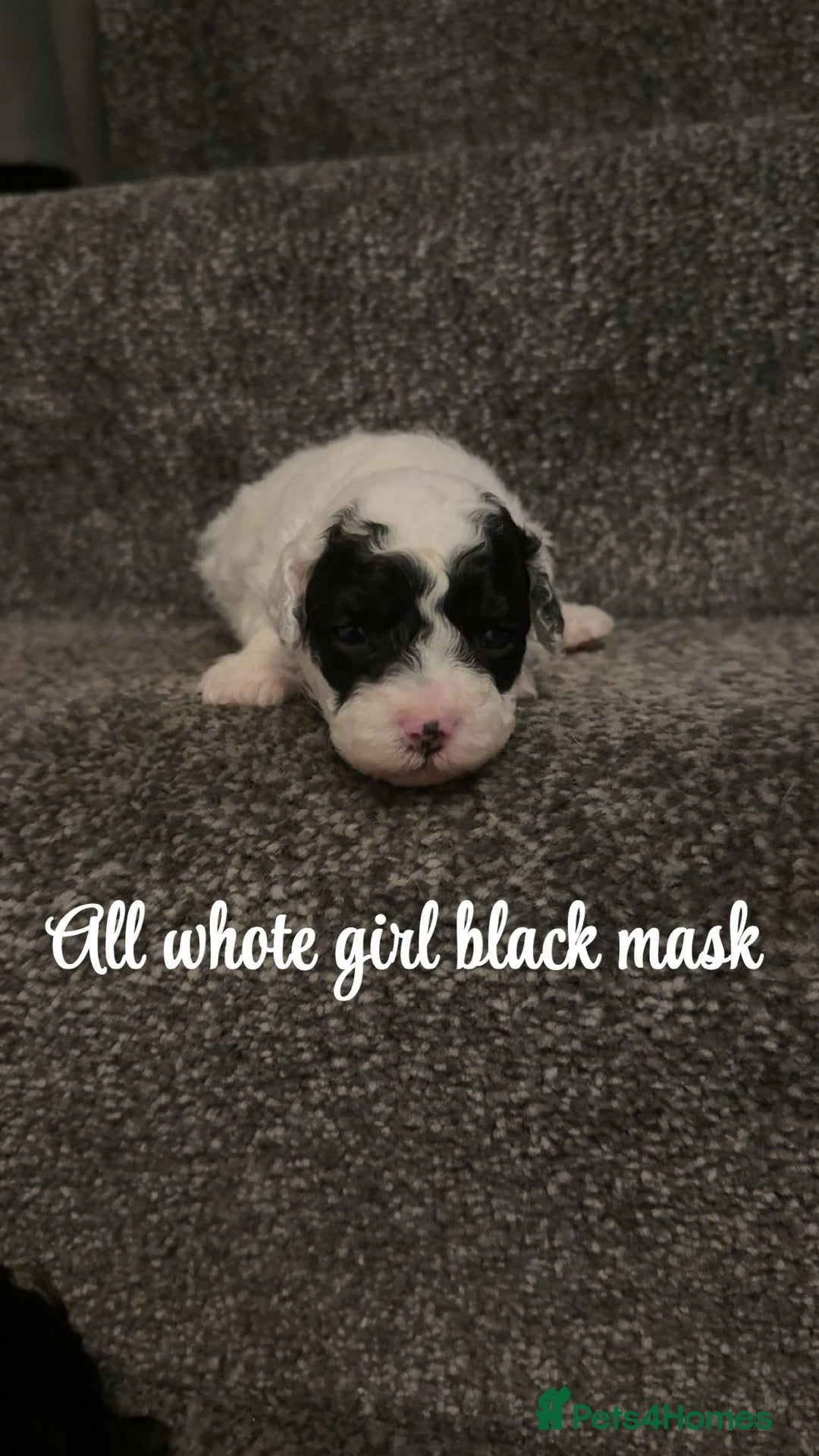 Cavapoo dogs for sale: Unusual true toy cavapoo  - Advert 5