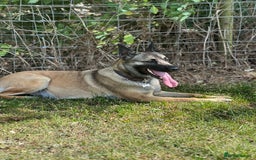 Belgian Shepherd Dog dogs for sale: Beautiful Female Malinois  - Image 2