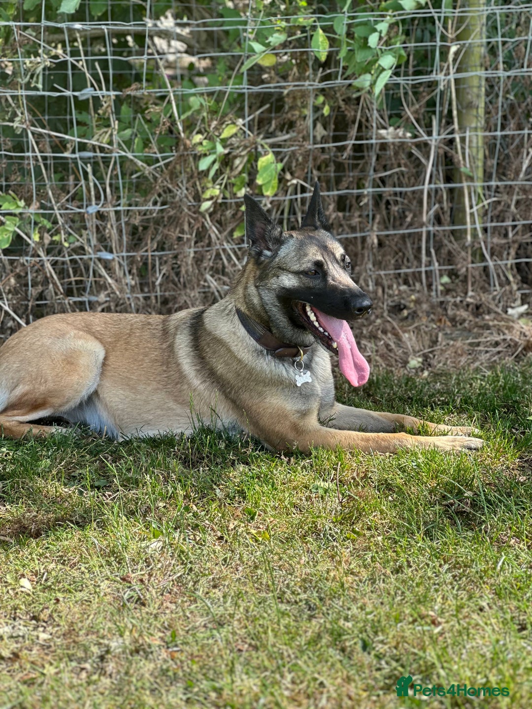 Belgian Shepherd Dog dogs for sale: Beautiful Female Malinois  - Image 2