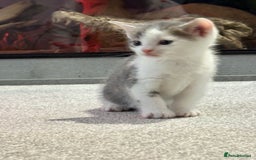 Mixed Breed cats for sale: Kittens for sale  - Image 9