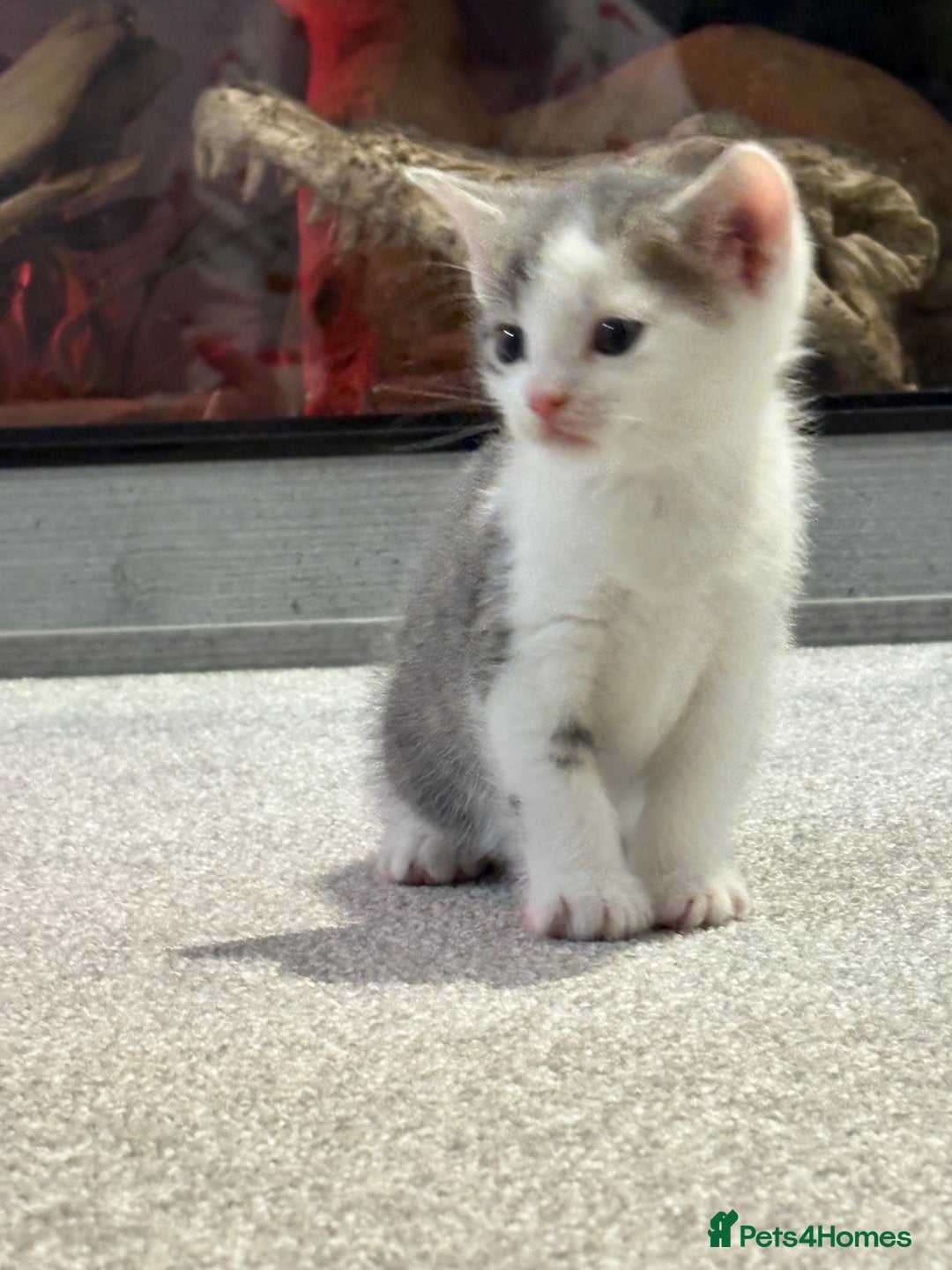 Mixed Breed cats for sale: Kittens for sale  - Image 9
