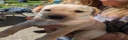 Labrador Retriever dogs for sale: 2 yellow Labrador girl puppies - Advert 4