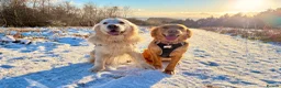 Golden Retriever dogs for sale: KC registered Golden Retrievers  - Advert 3