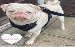 Pug dogs for sale: Platinum pink pug  - Image 1