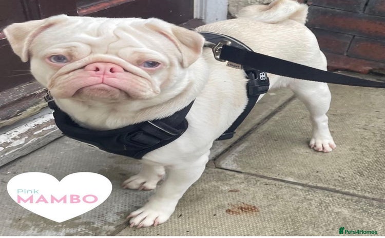 Pug dogs - Advert 2