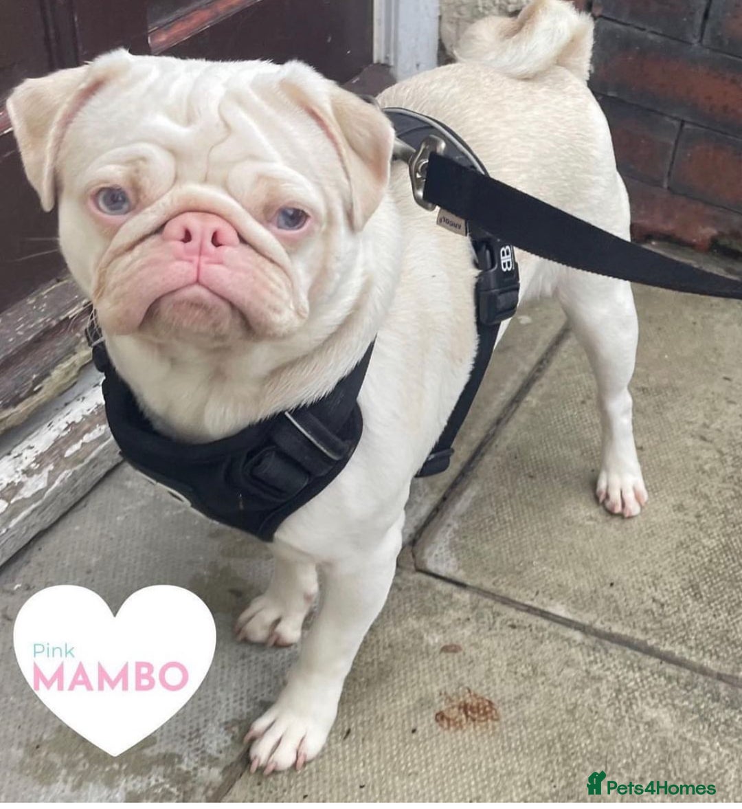 Pug dogs for sale: Platinum pink pug  - Image 1