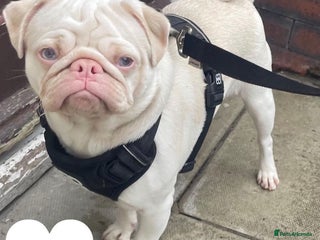 Pug dogs - Advert 10
