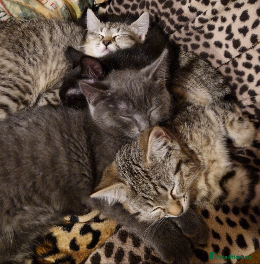 Ragdoll cats for sale: Ragdoll x Egyptian Mau - Advert 1