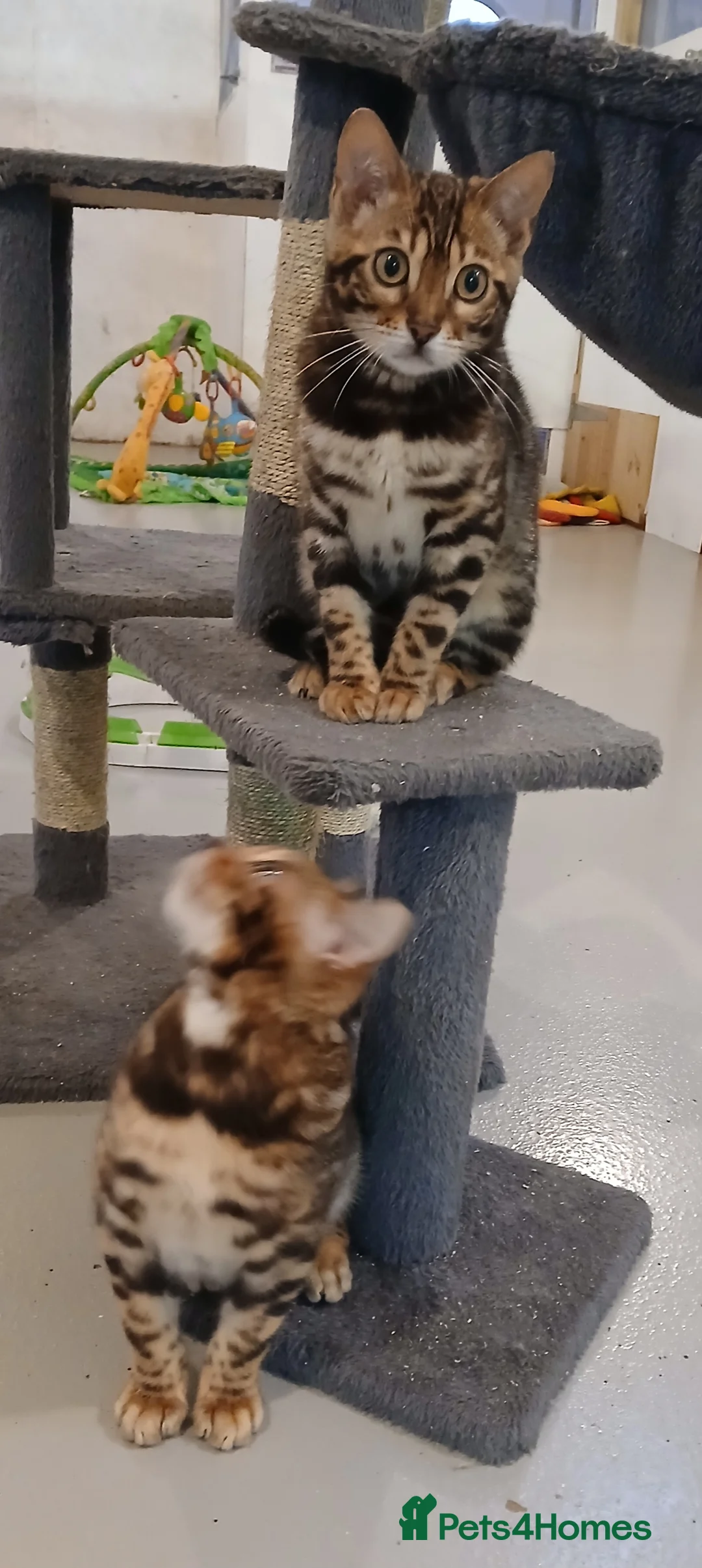 Bengal cats for sale: Beautiful Bengal Boy - Advert 5