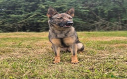 German Shepherd dogs for sale: Lovely German Shepherd Bitch Pup - Image 5