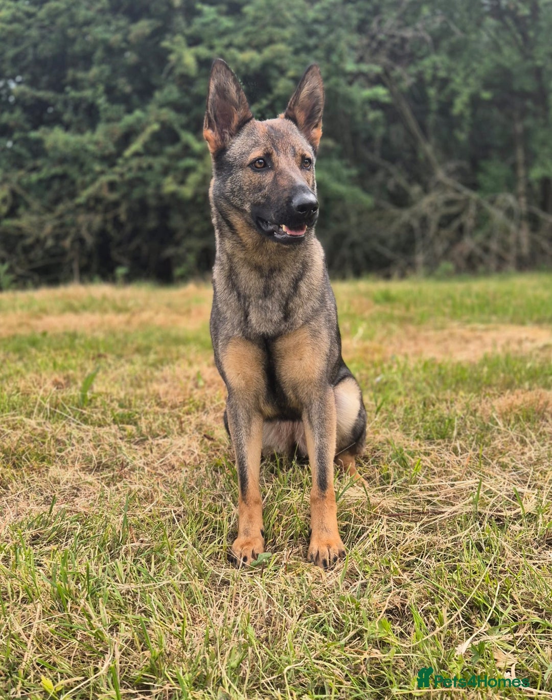 German Shepherd dogs for sale: Lovely German Shepherd Bitch Pup - Image 5