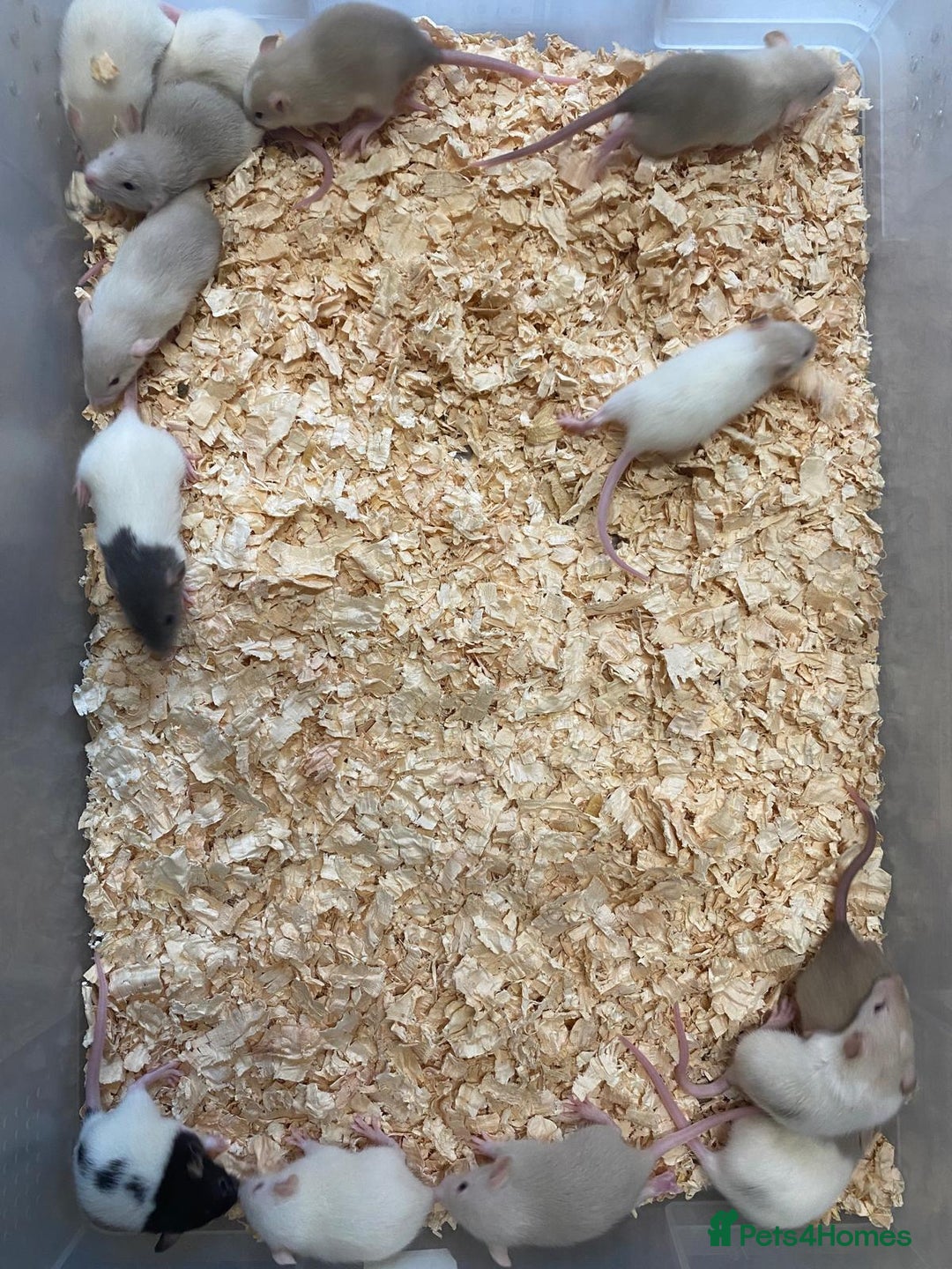 Rat rodents for sale: Fancy rat babies  - Image 1