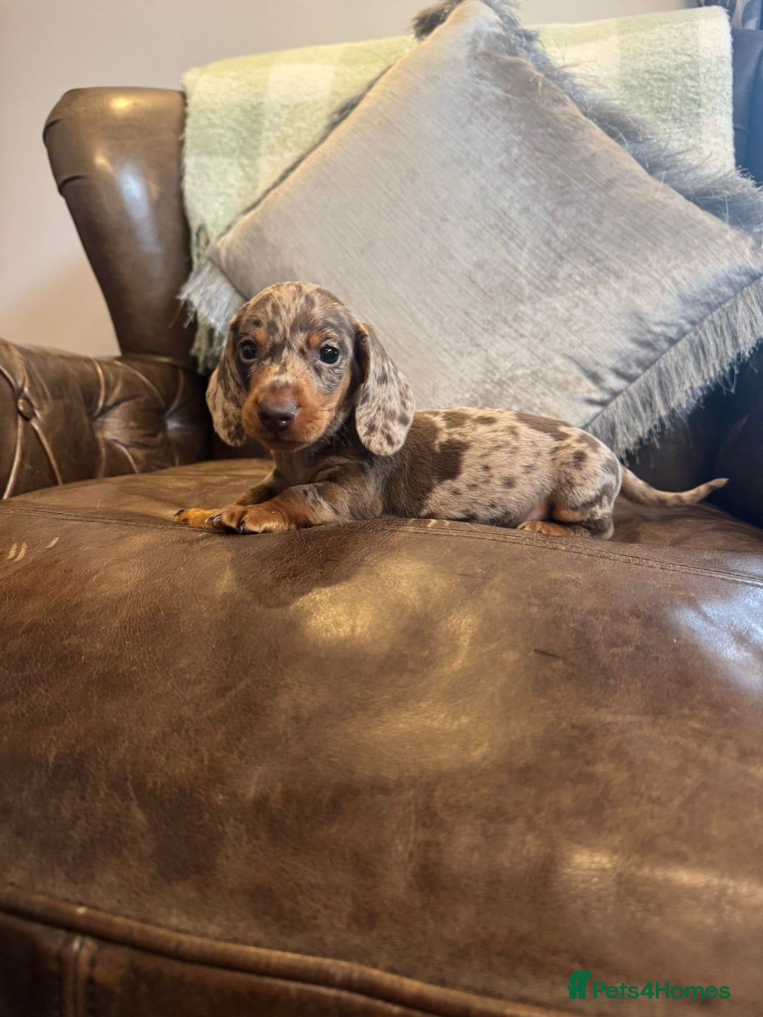 Dachshund dogs for sale: Miniature Dachshund  - Advert 5