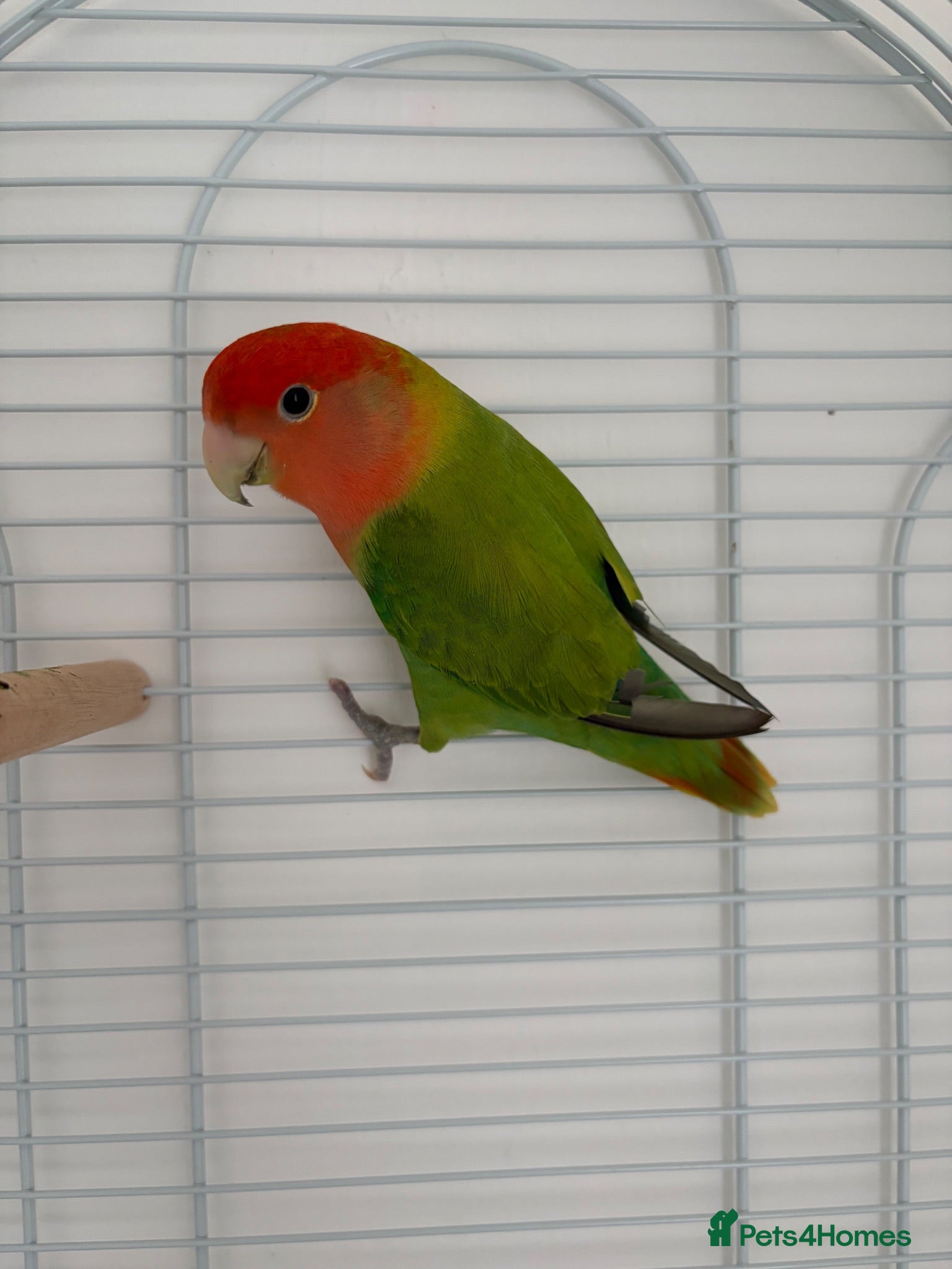 Lovebirds birds Love bird - Advert 1