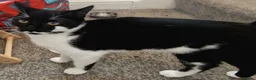 Mixed Breed cats for sale: 2 brothers in need of a new home  in Colwyn Bay - Advert 5