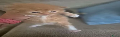 Ginger boy