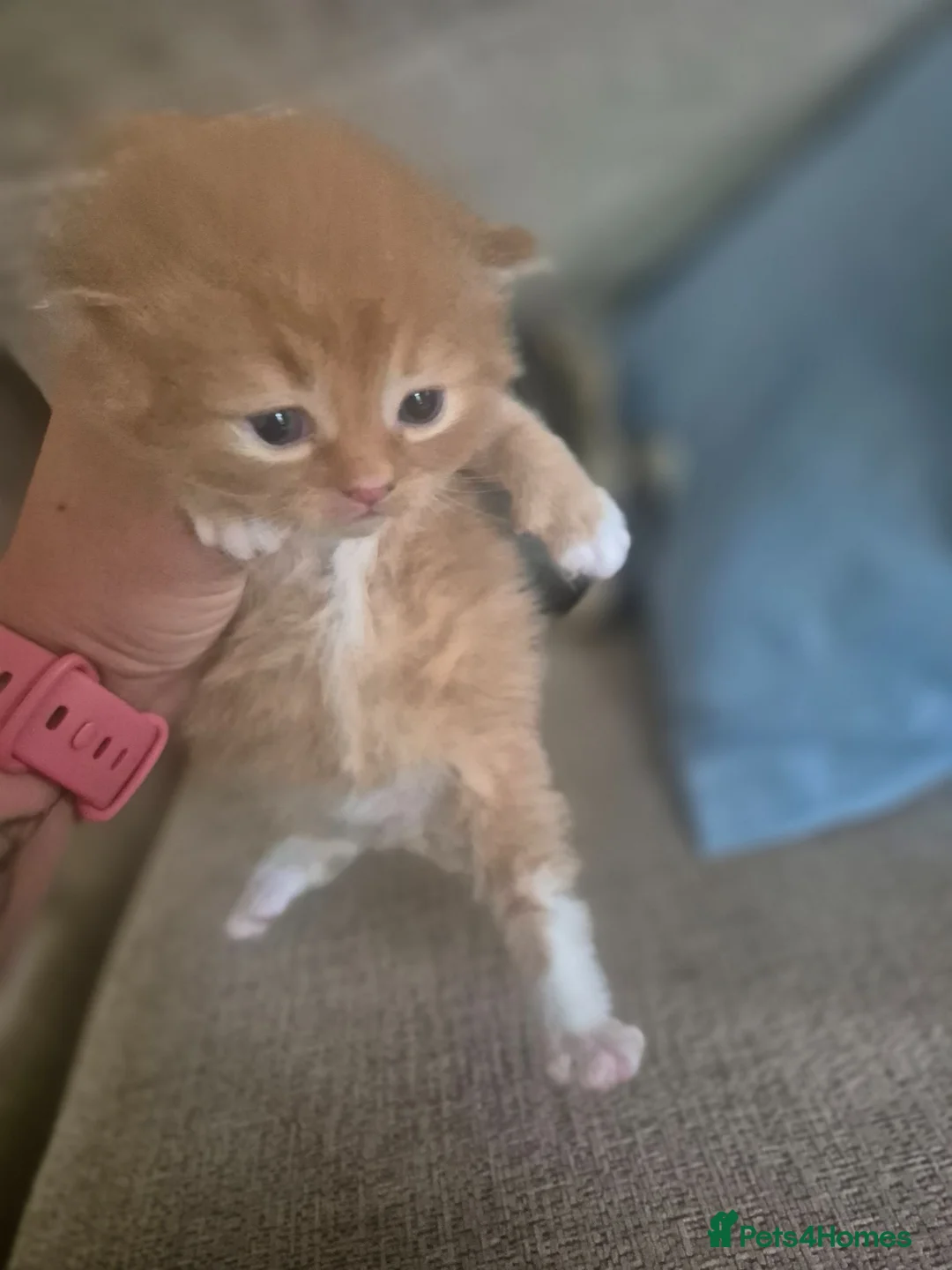 Mixed Breed cats for sale: Beautifull Kittens for sale  in Manchester - Advert 16