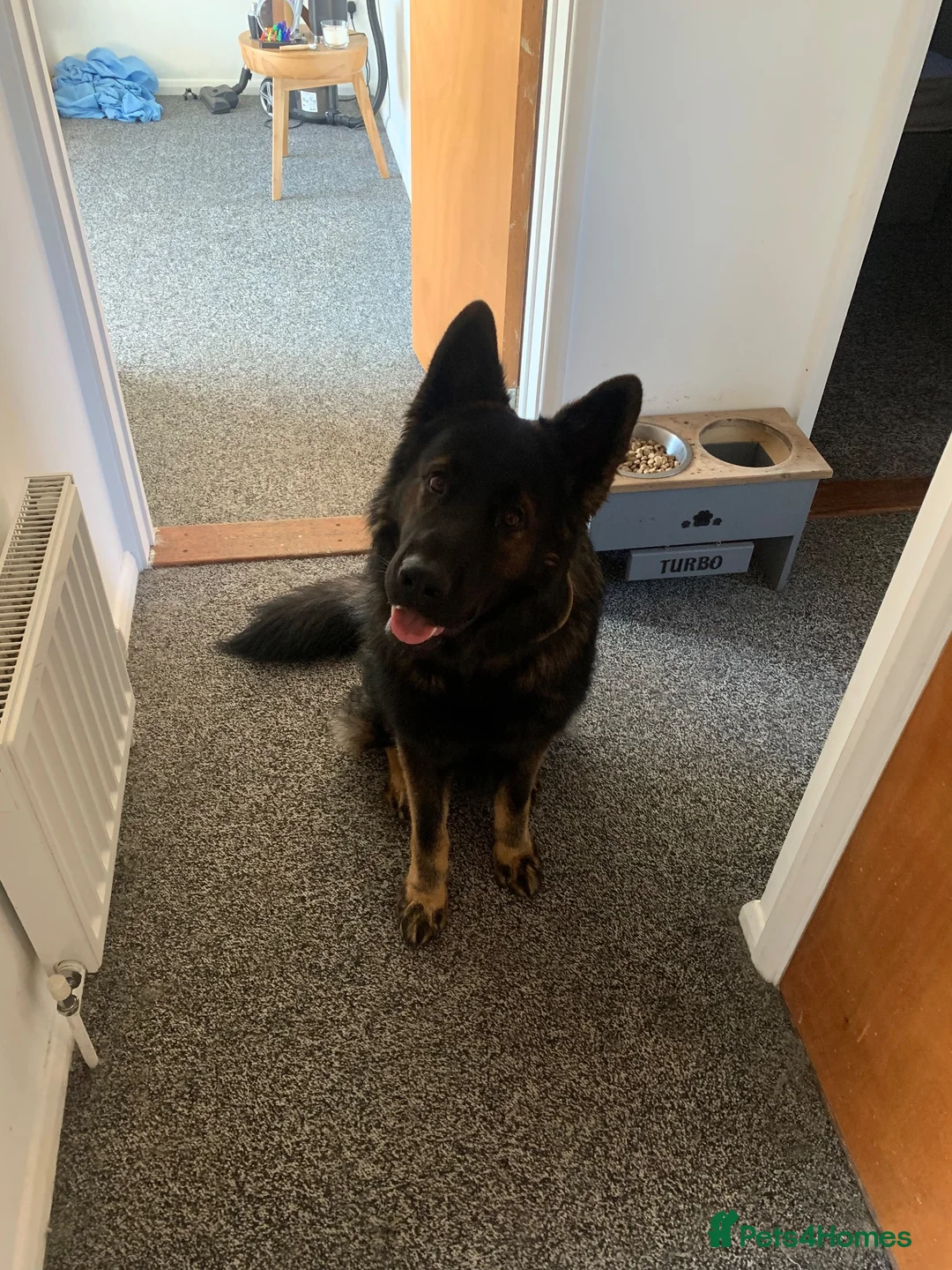 German Shepherd dogs for stud: German shepherd for stud in Wincanton - Advert 2