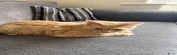 Mixed Breed cats for sale: ragdoll kitten  in Bradford - Advert 7