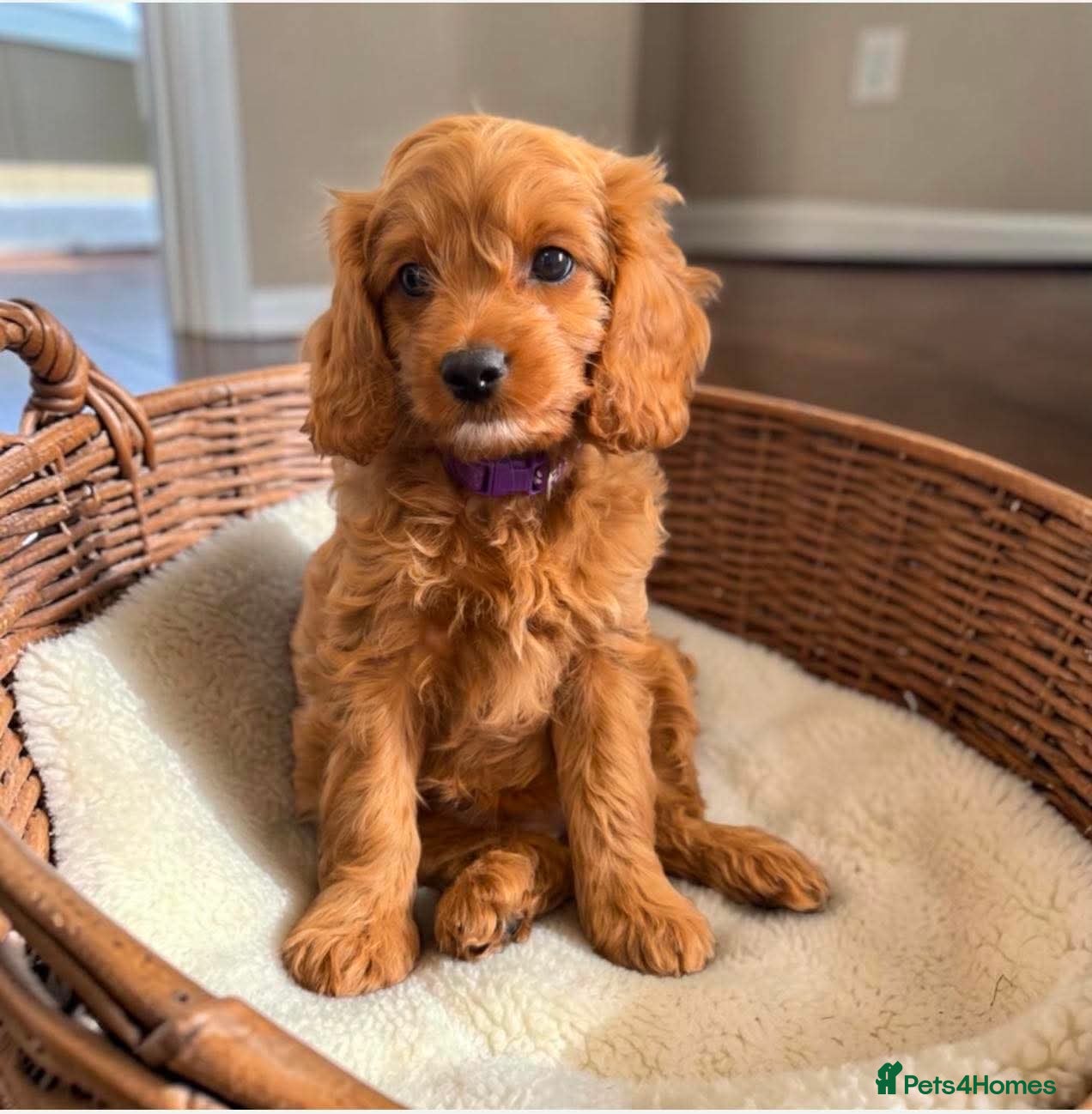 Cavapoo dogs 2 Female F1 Cavapoos READY NOW! - Advert 16