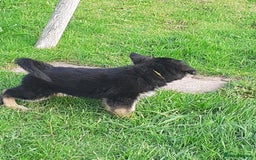 German Shepherd dogs for sale: Straight back gsd puppies  - Image 22