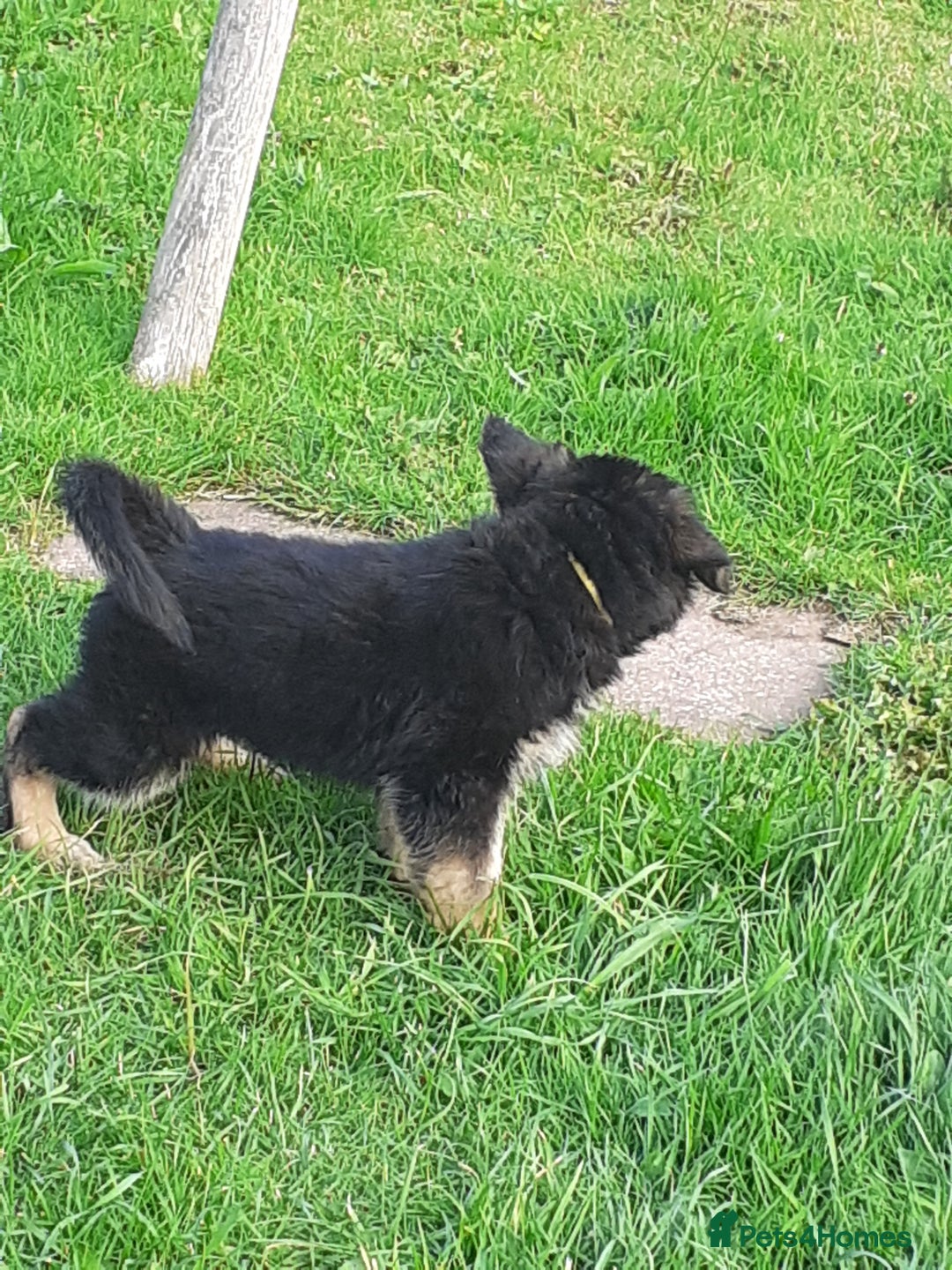 German Shepherd dogs for sale: Straight back gsd puppies  - Image 22