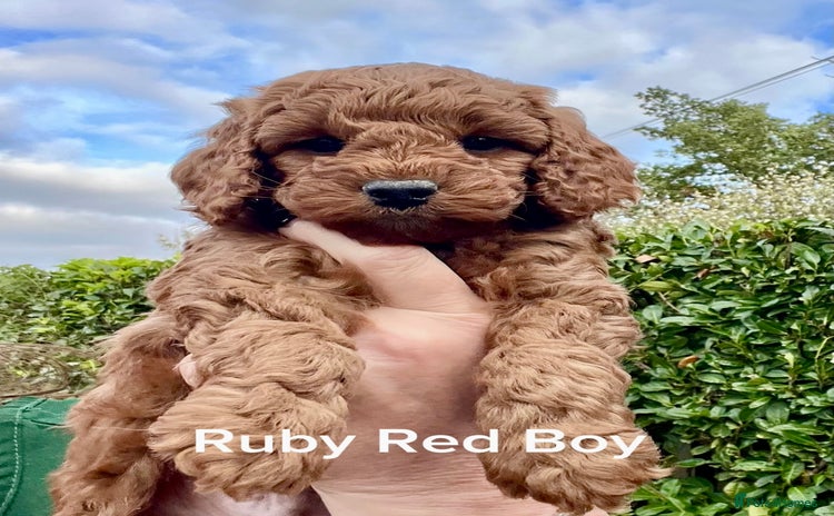 Cockapoo dogs - Advert 11