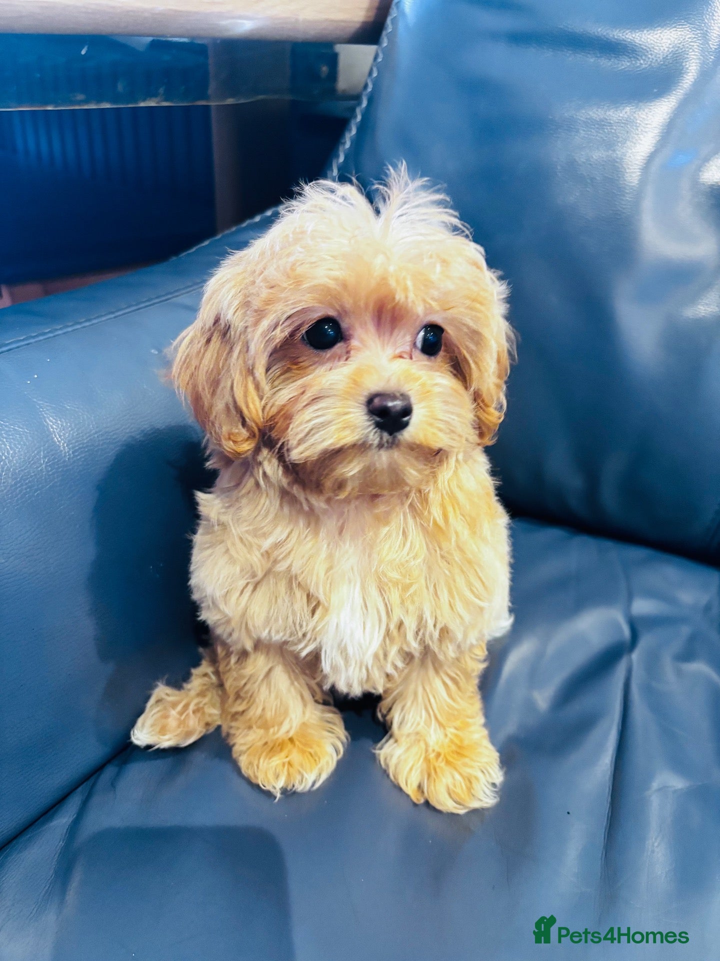 Maltipoo dogs  **  Miny Maltipoo – Beautiful Teddy Bear Face - Advert 2