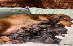 Dachshund dogs for sale: Miniature Dachshunds - Image 17