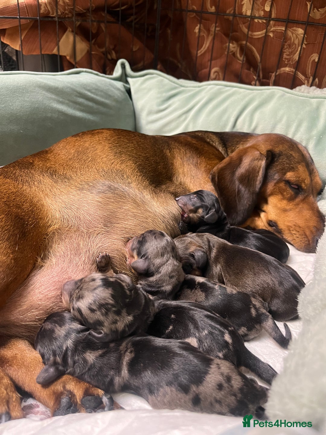 Dachshund dogs for sale: Miniature Dachshunds - Image 17