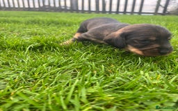 Dachshund dogs for sale: WHD - Wirehaired Dachshund (Teckle) Pups - Image 5