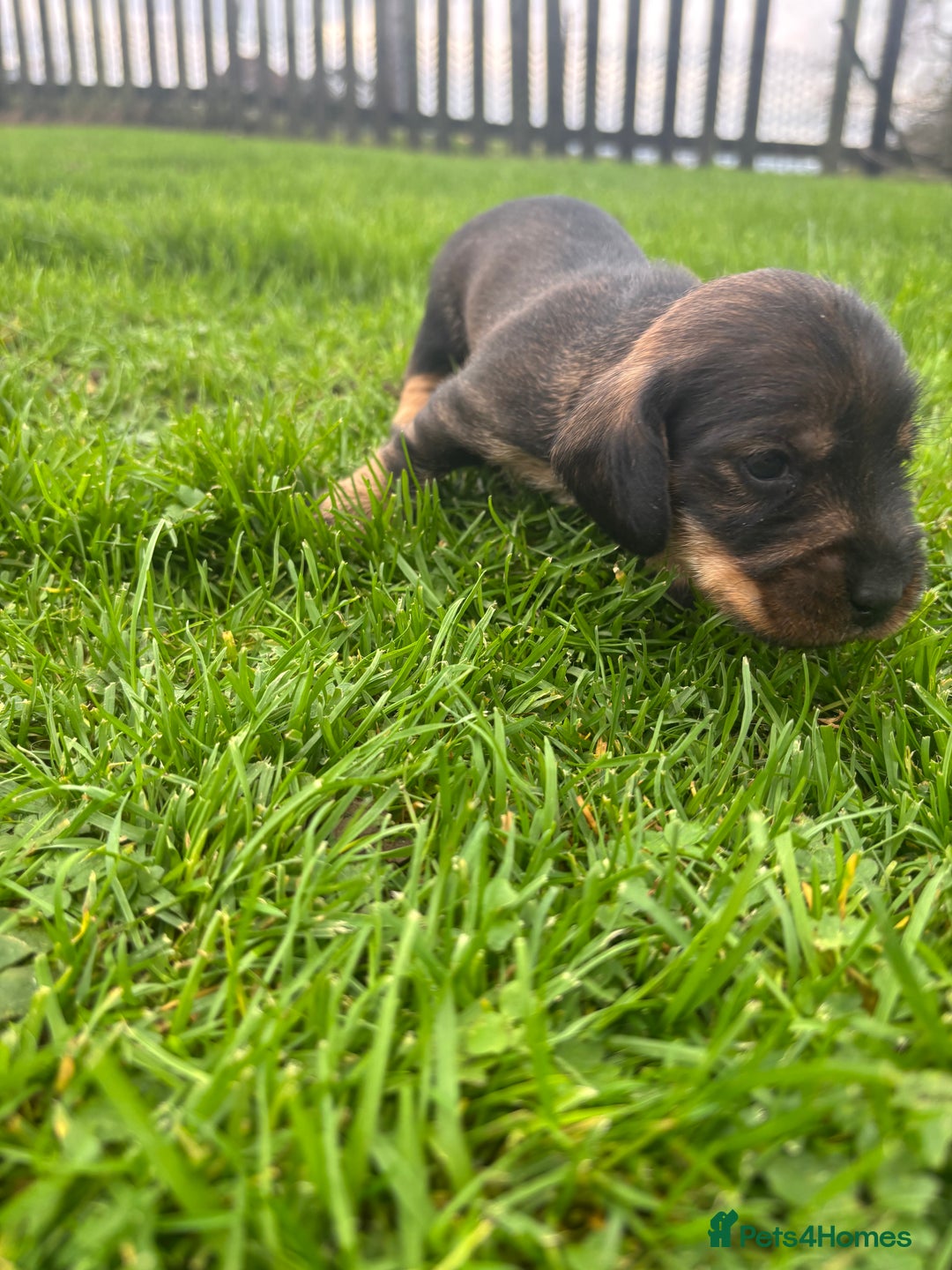 Dachshund dogs for sale: WHD - Wirehaired Dachshund (Teckle) Pups - Image 5