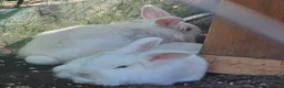 Mini Lion Lop rabbits for sale: Lion main lop white sisters 1 year old  - Advert 3