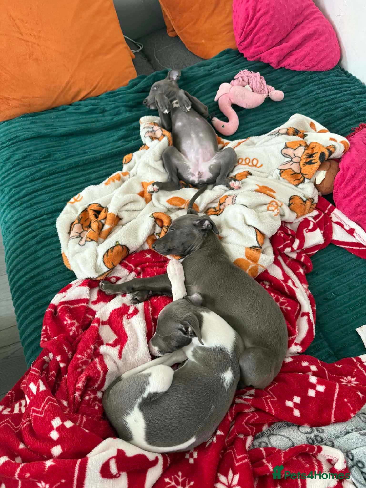 Whippet dogs Small type whippets blue/white  - Advert 2