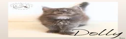 Maine Coon cats for sale: High Smoke, Smoke and Solid Pedigree Maine Coon’s - Advert 13