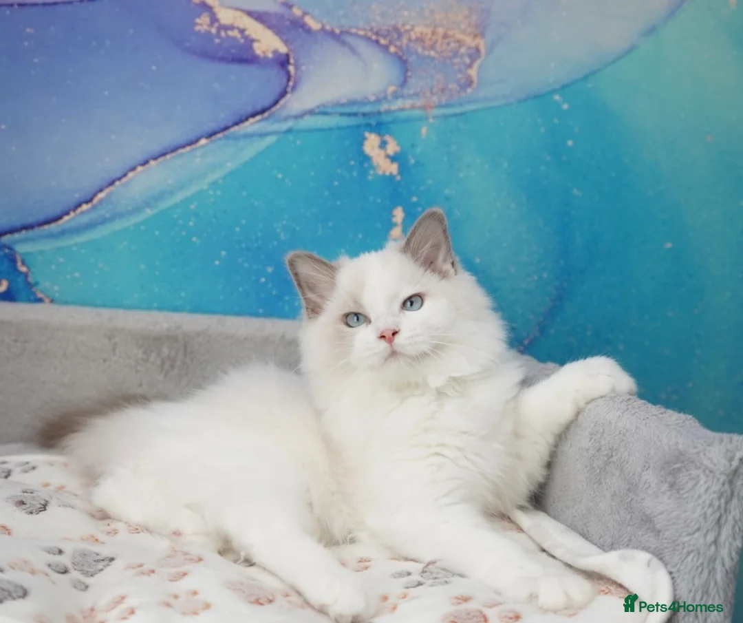 Ragdoll cats for sale: blue bicolour girls and boys available  - Advert 13