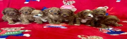 Cavapoo dogs for sale: 🐶 stunning F1B Cavapoos🐶 - Advert 11