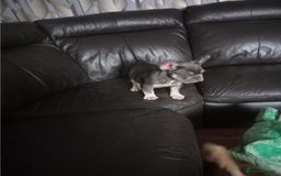 French Bulldog dogs for sale: Male French bulldog puppy - Image 4