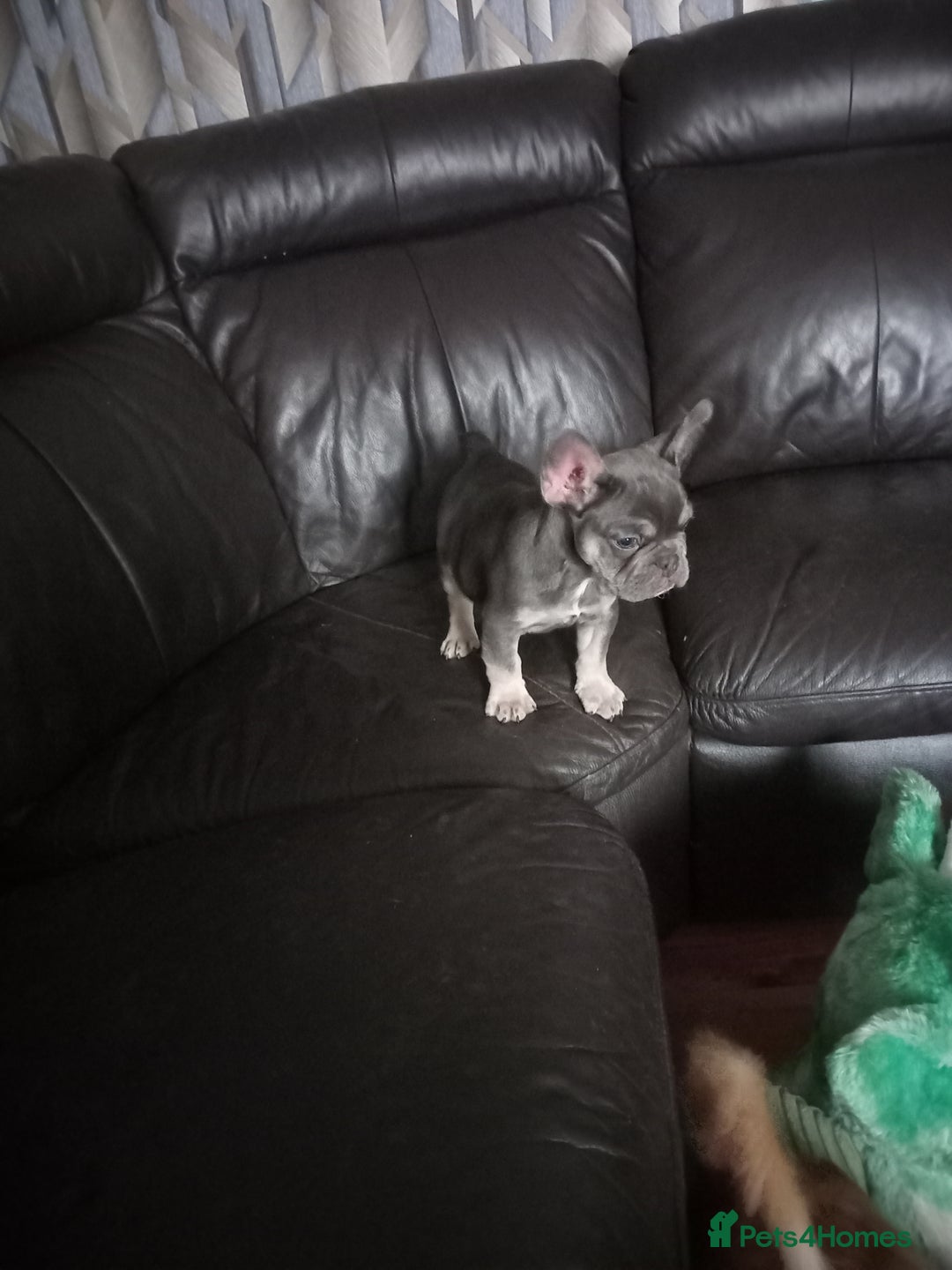 French Bulldog dogs for sale: Male French bulldog puppy - Image 4