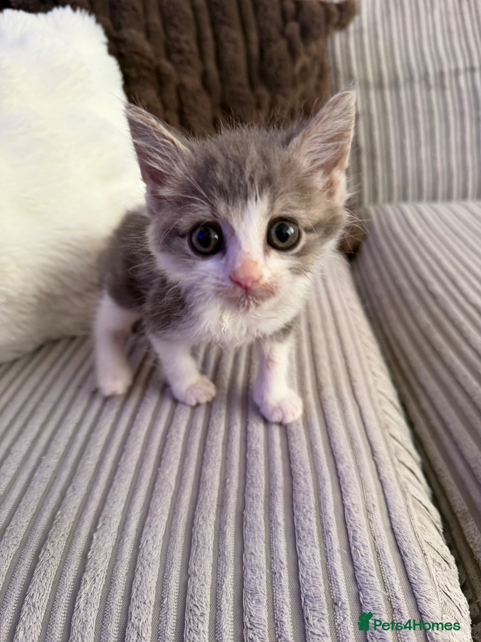 Mixed Breed cats Beautiful friendly kitten  - Advert 2