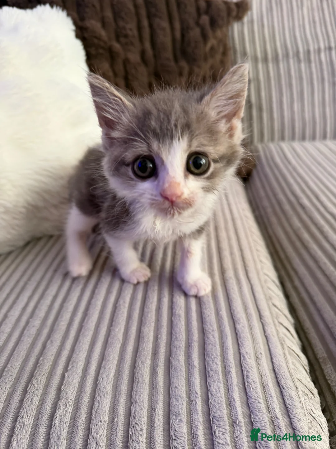 Mixed Breed cats for sale: Beautiful friendly kitten  - Advert 2