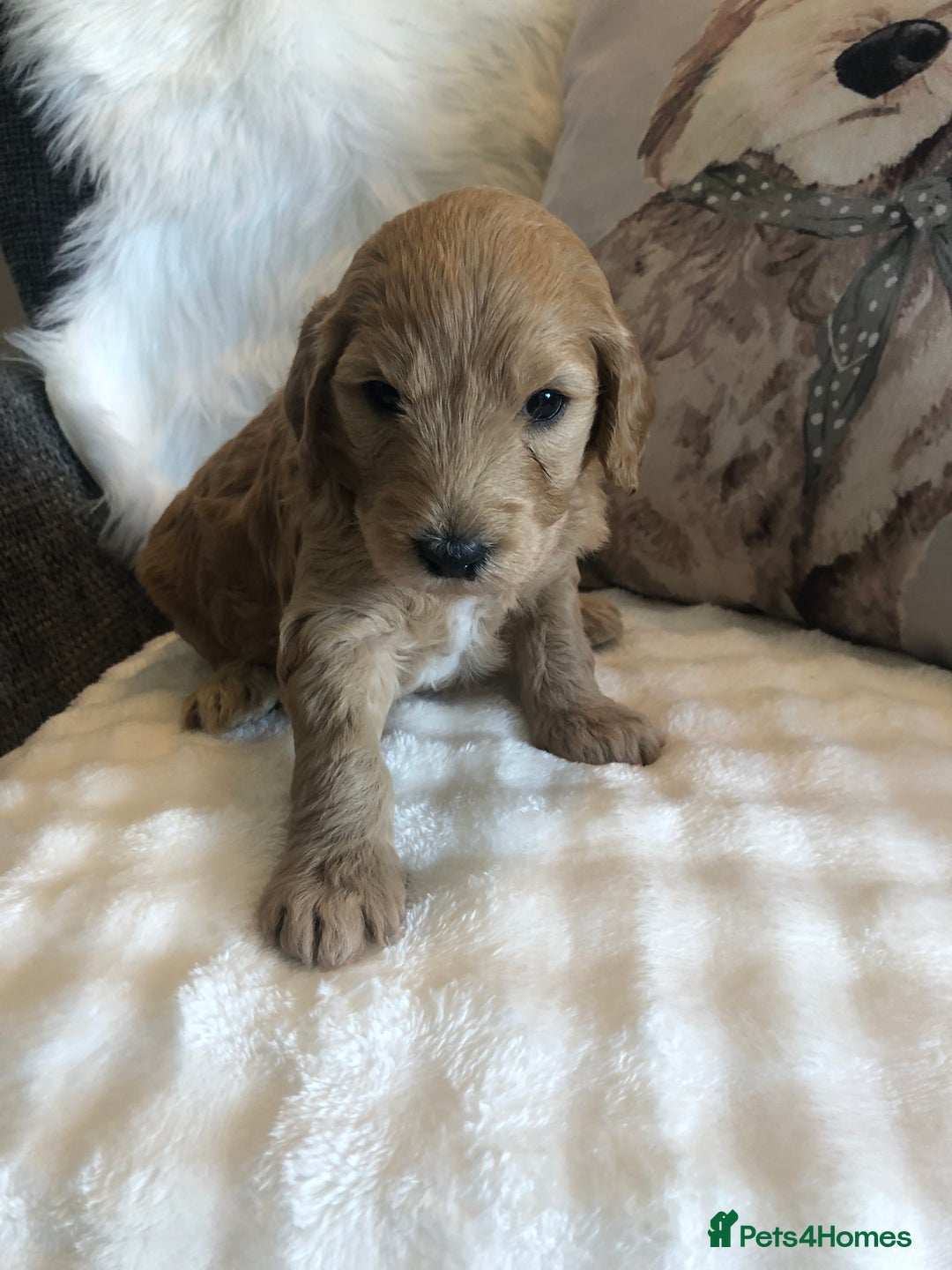 Goldendoodle dogs for sale: Goldendoodle Double Doodle pups for sale - Image 22