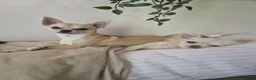 Chihuahua dogs for sale: First jab and health checked Luxury Chihuahua pups - Advert 11