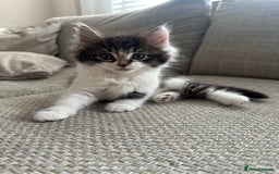 Mixed Breed cats for sale: Mixed Breed Kittens  - Image 4